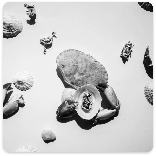 black and white image of seashells